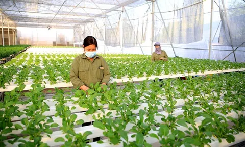 Luật Thủ đô 2024: 'Chìa khóa vàng' mở ra kỷ nguyên mới cho nông nghiệp bền vững