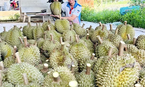 Sầu Riêng Pa Hưng: Mô hình nông trại thông minh hướng tới xuất khẩu GlobalGAP