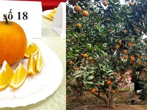 Cam Lục Ngạn được cấp bảo hộ chỉ dẫn địa lý