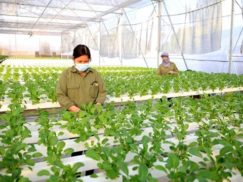 Luật Thủ đô 2024: 'Chìa khóa vàng' mở ra kỷ nguyên mới cho nông nghiệp bền vững