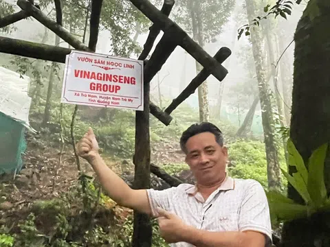 Thương mại hóa chế phẩm sâm Ngọc Linh: Hành trình gian nan