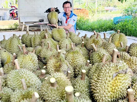 Sầu Riêng Pa Hưng: Mô hình nông trại thông minh hướng tới xuất khẩu GlobalGAP