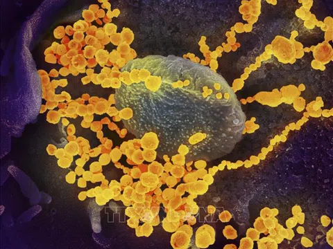 Hà Lan phát hiện đường dây buôn bán virus SARS-CoV-2 làm lây lan COVID-19