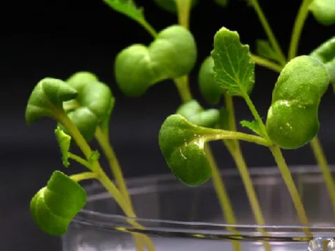 Phát triển thành công kỹ thuật quang hợp nhân tạo cho cây trồng