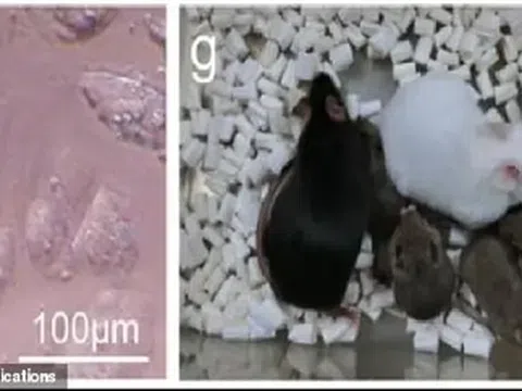 Nhật Bản nhân bản thành công con chuột từ tế bào da đông lạnh