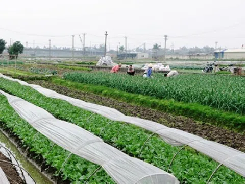 Hà Nội: Đẩy mạnh ứng dụng công nghệ sinh học trong sản xuất cho nông dân