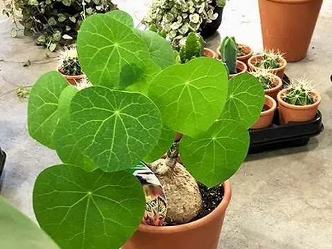 Huế phát triển cây dược liệu gắn với thương mại hoá