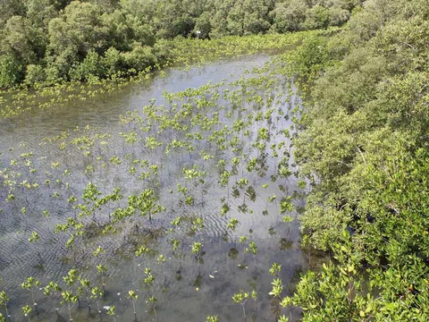 Amazon cùng tổ chức Bảo tồn quốc tế thành lập Viện Carbon xanh quốc tế